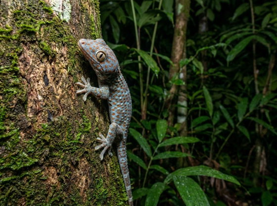 Tokay gecko