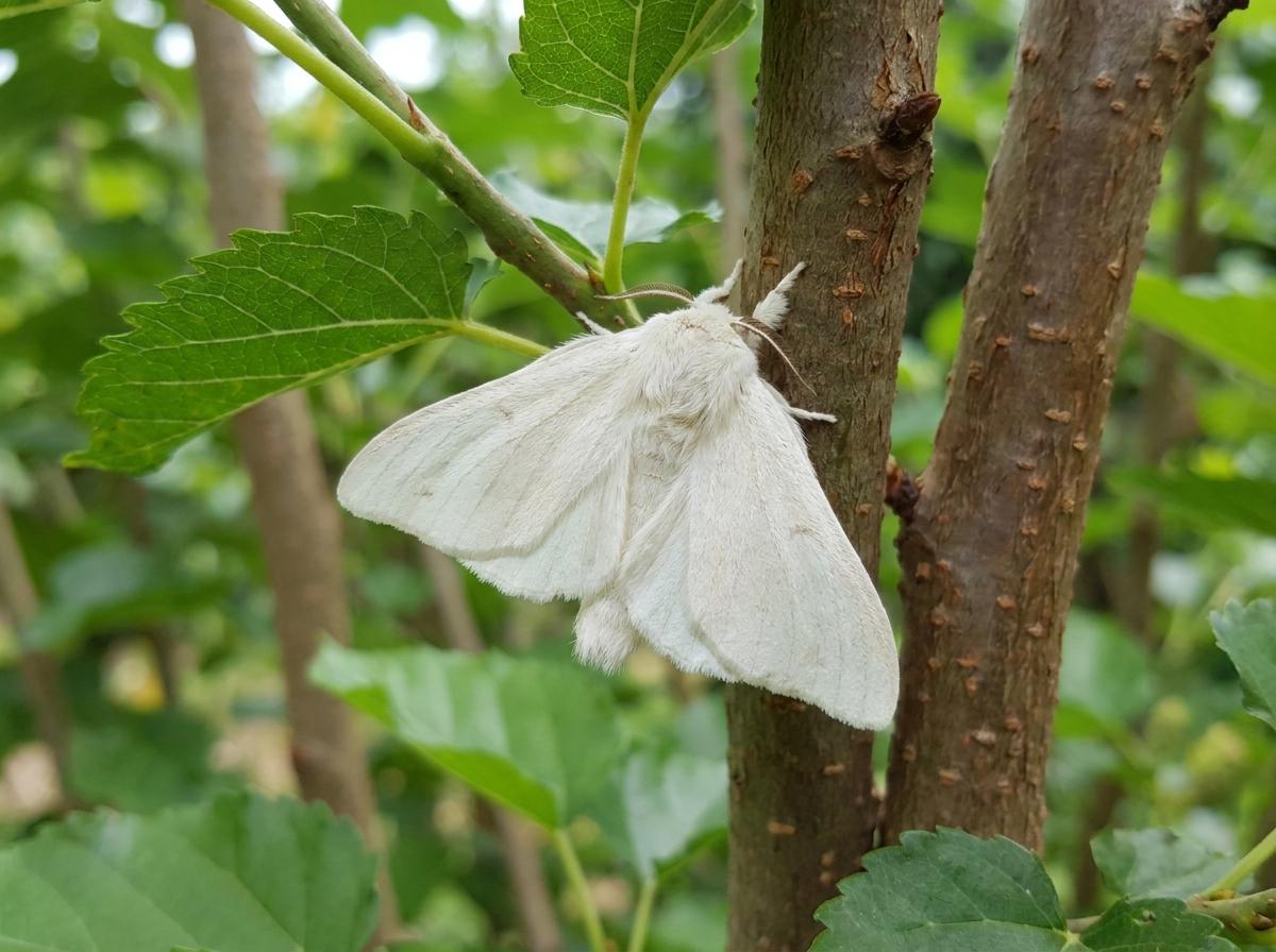 silkworm