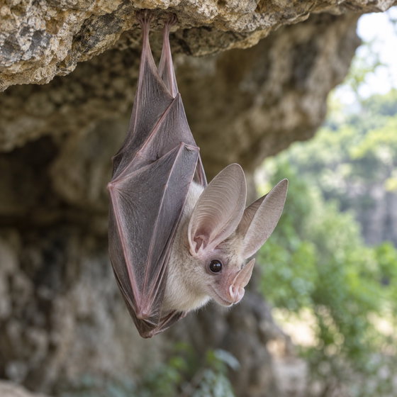 ghost bat