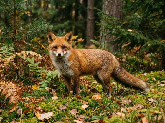 red fox