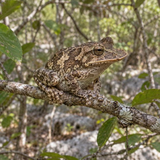 Yucatán casque-headed treefrog