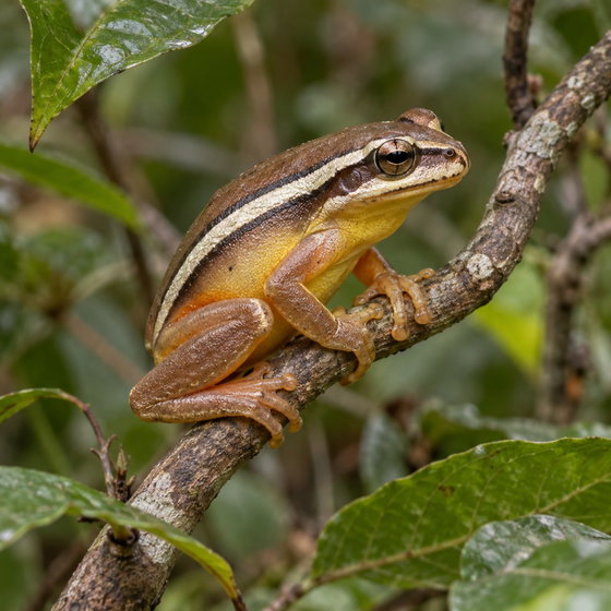 Mitchell's reed frog