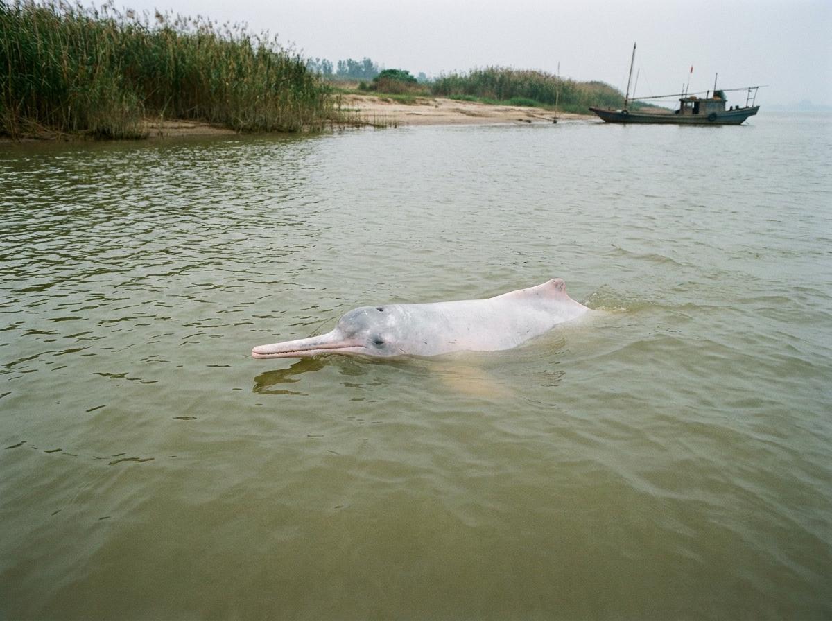 Yangtze river dolphin