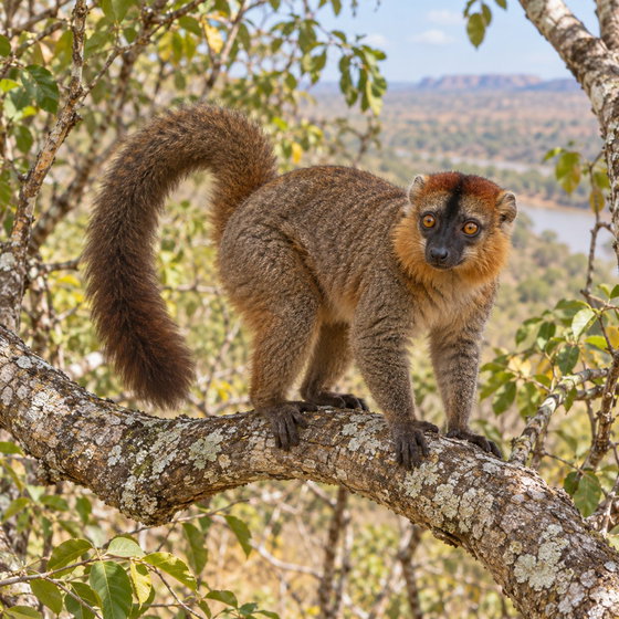 rufous brown lemur