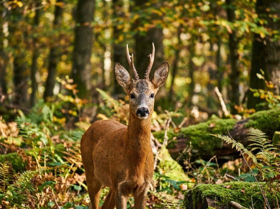 roe deer