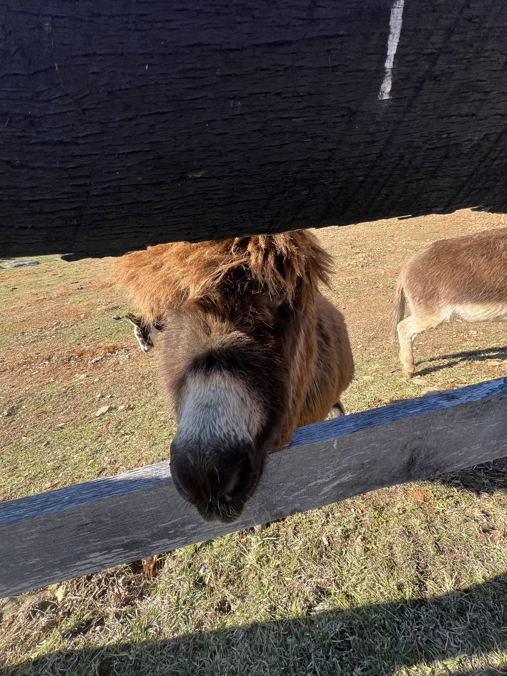 Donkey boarding service 7, photo 5