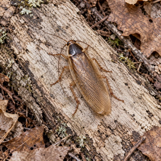Pennsylvanian wood cockroach