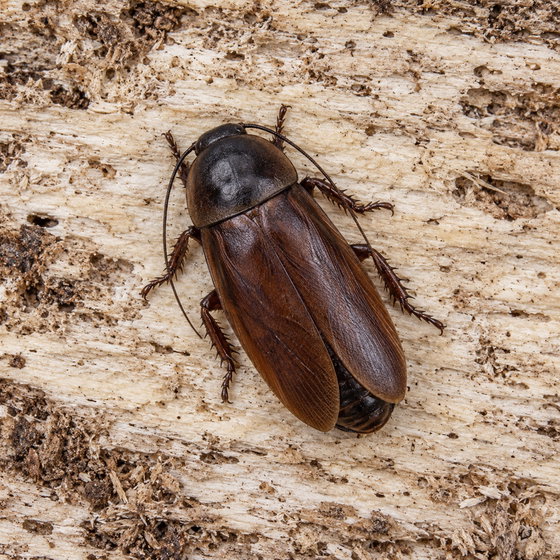 Panesthia angustipennis