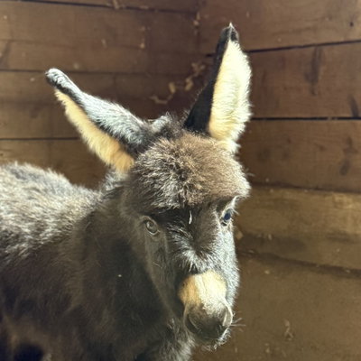 Eponine profile picture