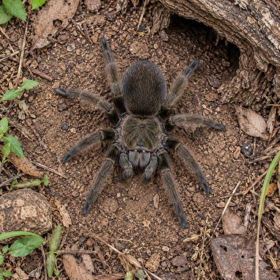 Hercules baboon tarantula