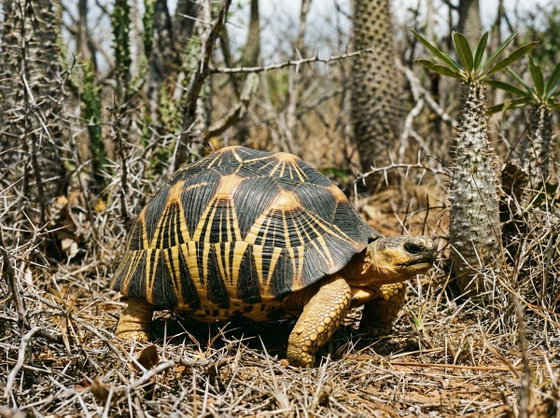 radiated tortoise