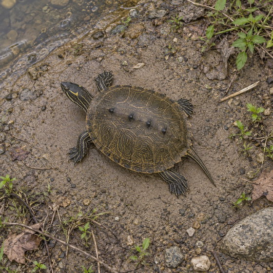 black-knobbed map turtle