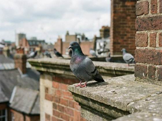 pigeon