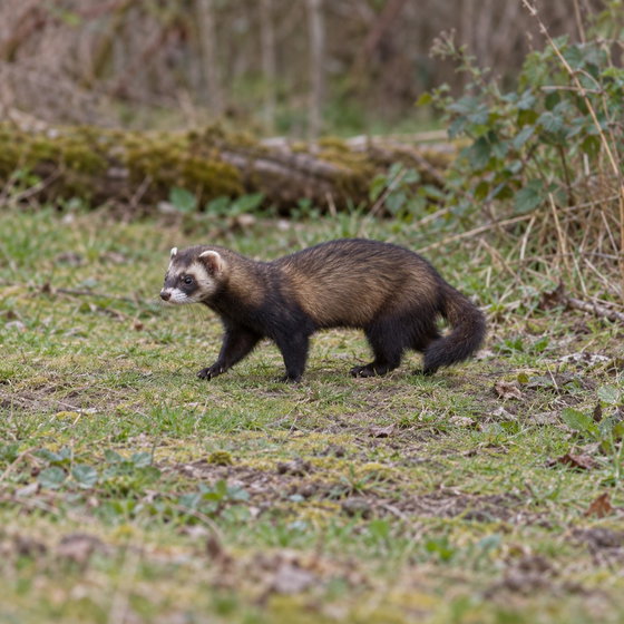European polecat