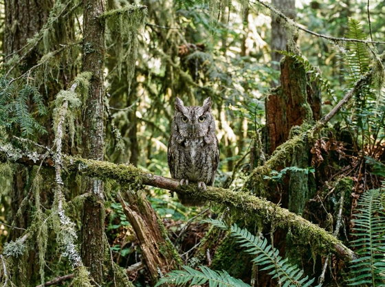western screech-owl