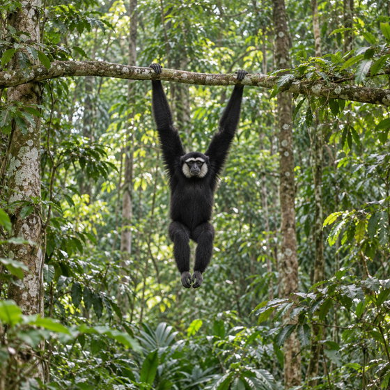 agile gibbon