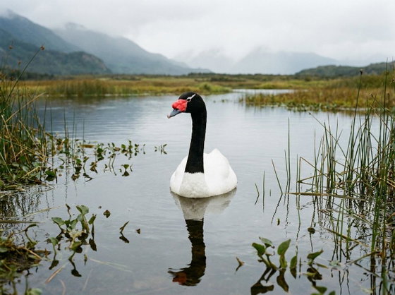 black-necked swan