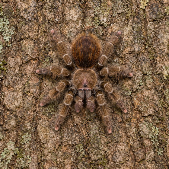 Tarapoto pink toe tarantula