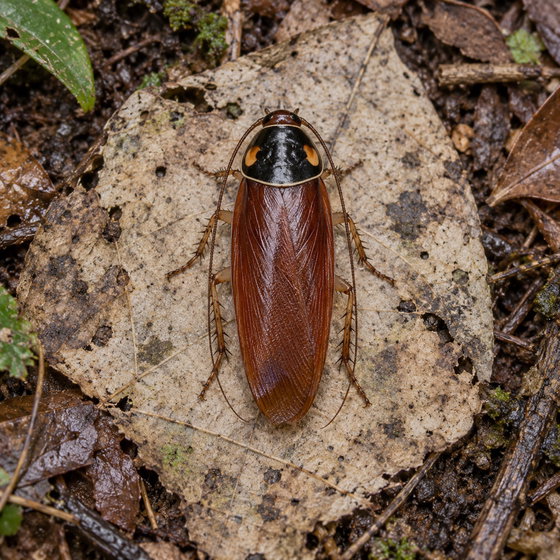 bilunate roach