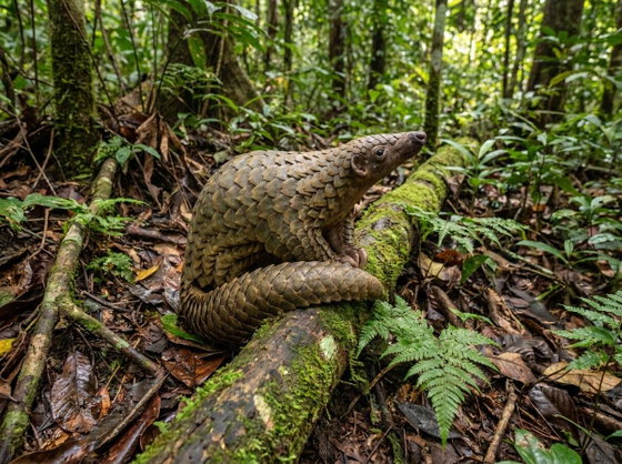 Sunda pangolin