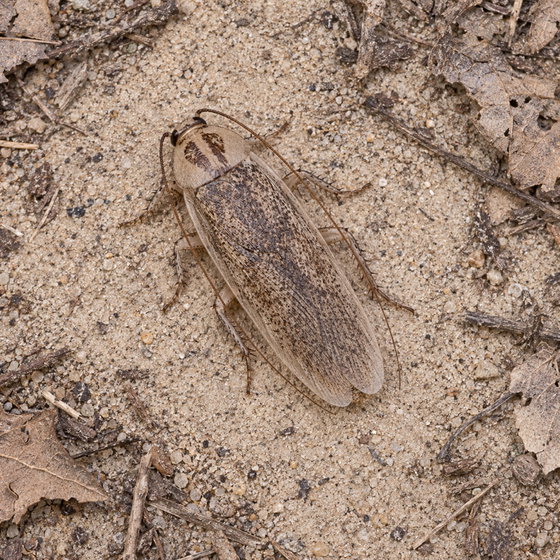 Tonkawa sand cockroach