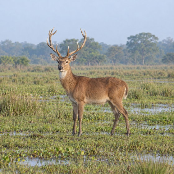 barasingha