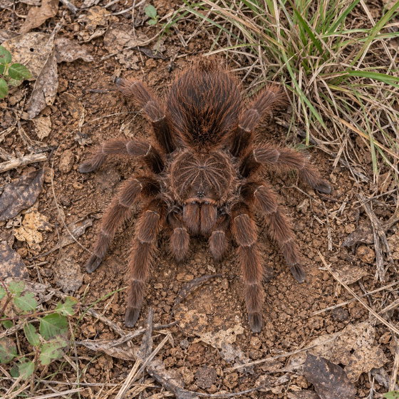 Brazilian red tarantula