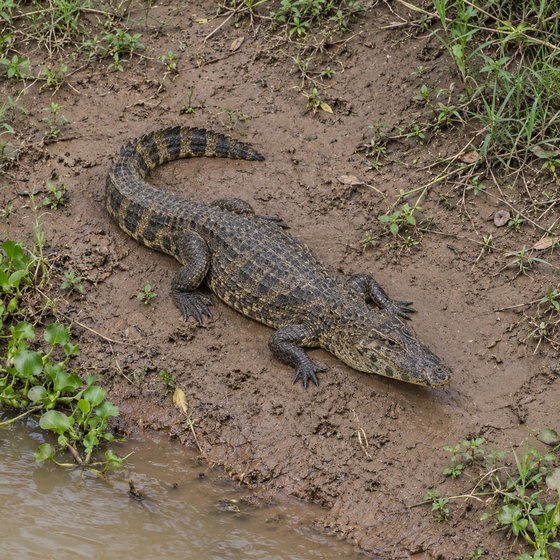 yacare caiman