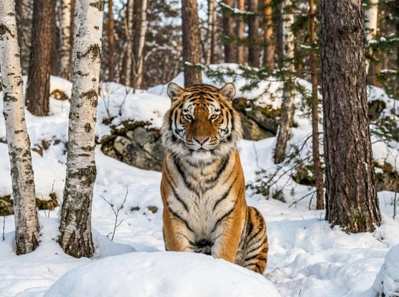 Amur tiger
