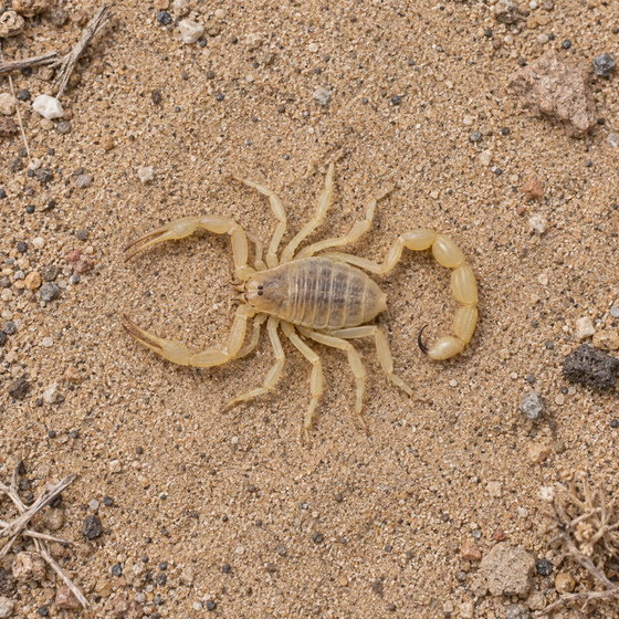 dune scorpion