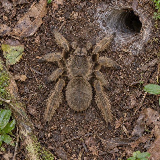 Cameroon brown baboon tarantula