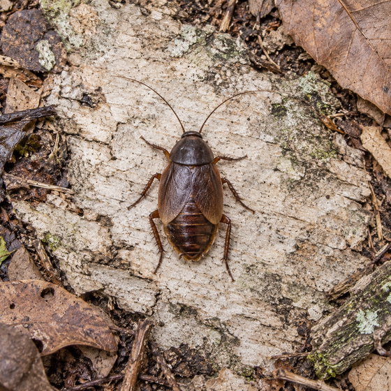 Japanese cockroach