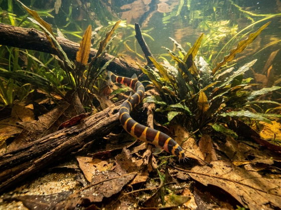 kuhli loach