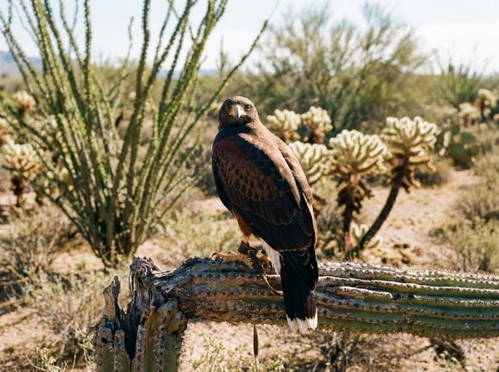 Harris's hawk