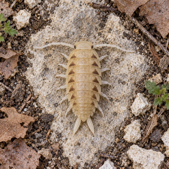 skeleton isopod