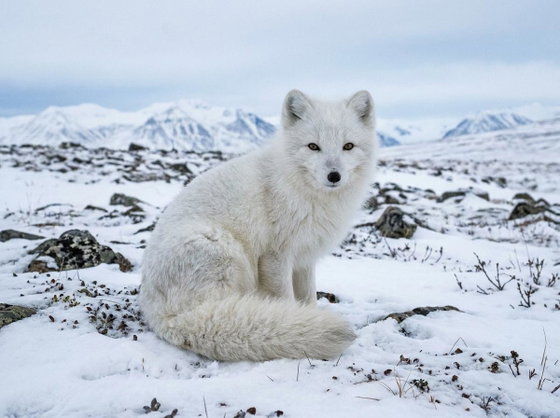 arctic fox