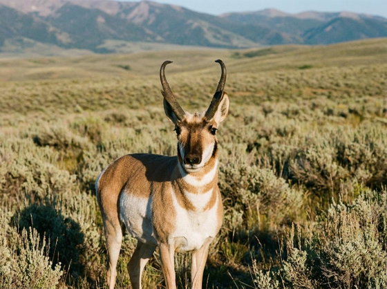 pronghorn