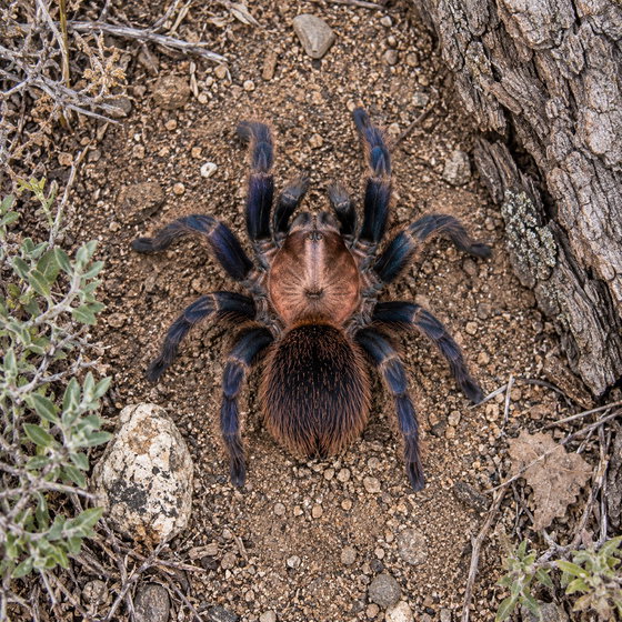 Mexican copperhead tarantula