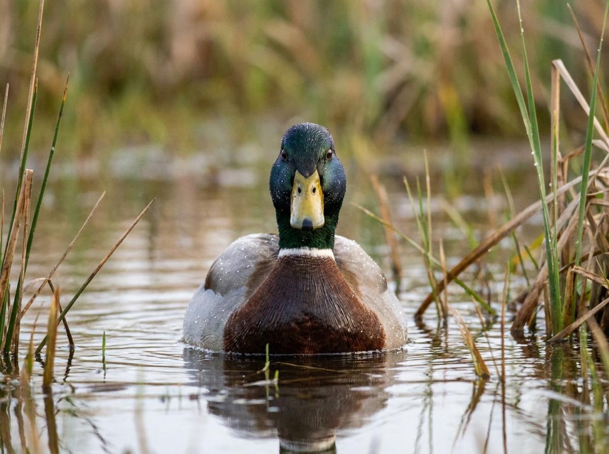mallard