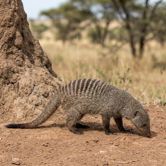 banded mongoose