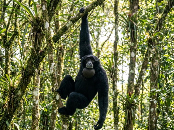 siamang