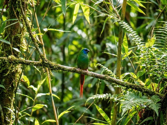 pin-tailed parrotfinch