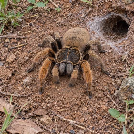 Mozambique golden starburst baboon tarantula