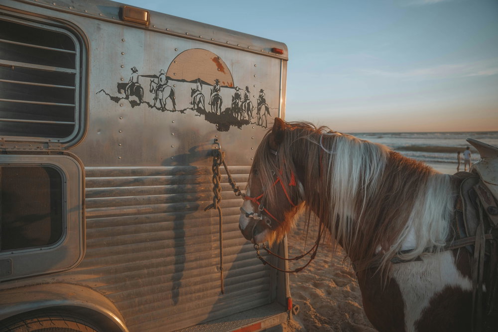 Donkey Boy, photo 4