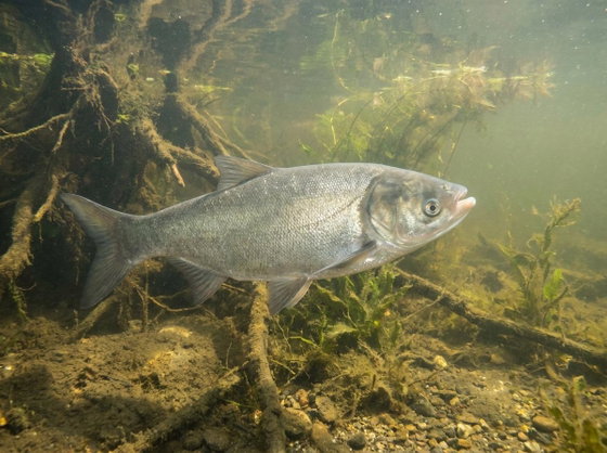 silver carp
