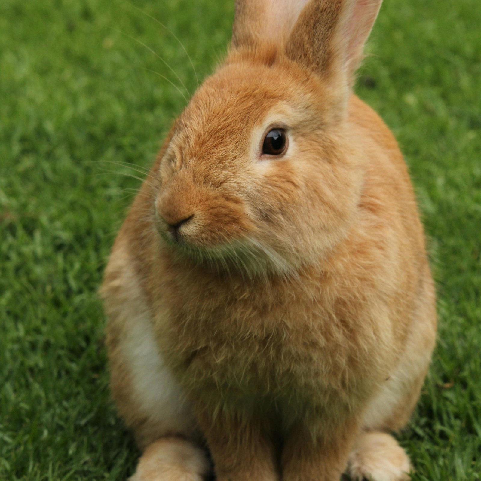 Rabbit