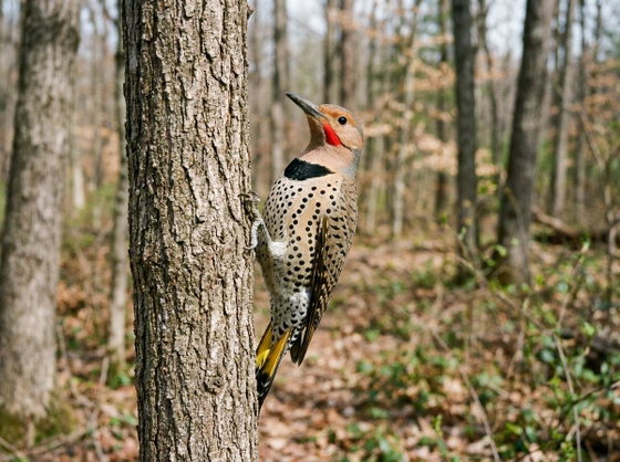 northern flicker