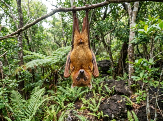 Rodrigues flying fox