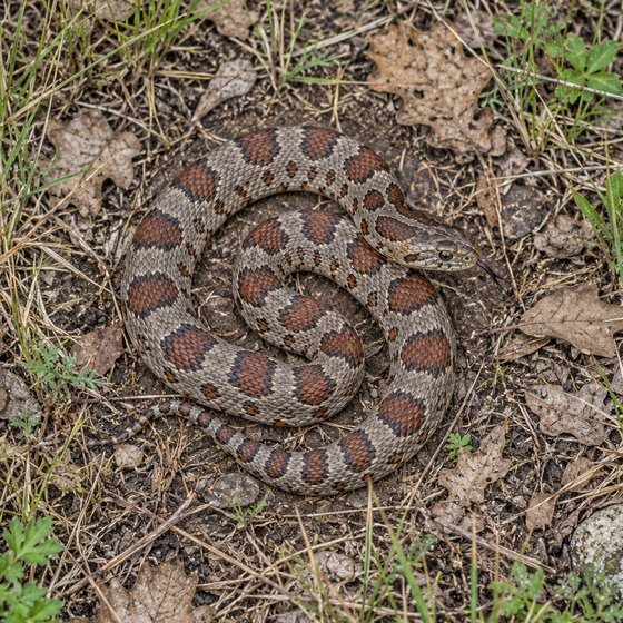 prairie kingsnake