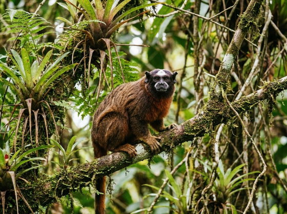 brown-mantled tamarin